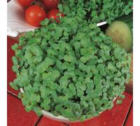 Mustard White Sprouting Seed Seeds - Vegetable - Annual