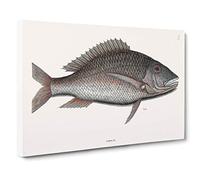 Mutton Fish by Mark Catesby Canvas Print | Gallery Wrapped 30mm Frame Wall Art | 30x20 inches | Ready to Hang | Modern Animals Picture | Living Room Bedroom Lounge Office