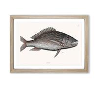 Mutton Fish by Mark Catesby Framed Print | A2 Oak Framed Wall Art | Ready to Hang | Modern Animal Picture | Living Room Bedroom Lounge Office