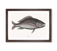 Mutton Fish by Mark Catesby Framed Print | A2 Walnut Framed Wall Art | Ready to Hang | Modern Animal Picture | Living Room Bedroom Lounge Office