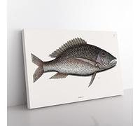 Mutton Fish By Mark Catesby Vintage Canvas Wall Art Print Ready to Hang, Framed Picture for Living Room Bedroom Home Office Décor, 50x35 cm (20x14 Inch)