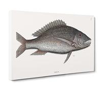 Mutton Fish By Mark Catesby Vintage Canvas Wall Art Print Ready to Hang, Framed Picture for Living Room Bedroom Home Office Décor, 30x20 Inch (76x50 cm)