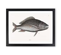 Mutton Fish By Mark Catesby Vintage Framed Print | A4 Black Framed Wall Art | Ready to Hang | Classic Animal Picture | Living Room Bedroom Lounge Office