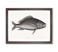 Mutton Fish By Mark Catesby Vintage Framed Print | A4 Walnut Framed Wall Art | Ready to Hang | Classic Animal Picture | Living Room Bedroom Lounge Office