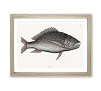 Mutton Fish By Mark Catesby Vintage Framed Wall Art Print, Ready to Hang Picture for Living Room Bedroom Home Office Décor, Oak A2 (64 x 46 cm)