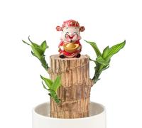 Muzboo Brazilian Lucky Wood Plant - Hydroponic Mini Fortune Tree with Plastic Tray,Indoor Potted Plant for Desktop,Home or Office Decor (1, God of Wealth)