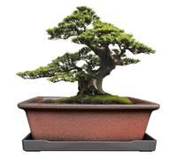 MUZHI Decorative Ceramic Bonsai Planter Pot 8.5 Inch with Tray, Breathable Unglazed Rectangle Terracotta Clay Pot for Tree Succulent Cactus Indoor Outdoor Red Brown