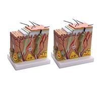 MVOSJFIE 2X, 50X Skin and Hair Structure Enlarge Anatomical Model Anatomy for Science Classroom Study Display Teaching Model