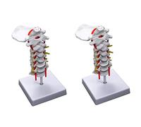 MVOSJFIE 2X Cervical Vertebra Arteria Spine Spinal Nerves Anatomical Model Anatomy for Science Classroom Study Teaching Model