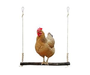 MWZBTG Swing for Chickens, Scratching Toy for Hens Made of Solid Wood, Climbing Toy for Roosters and Chickens, for Backyard, Farm, Yard, Garden, Habitat, Mountain Preserver, Farmers