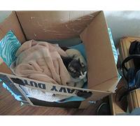 My Boyfriend Vs. My Cat