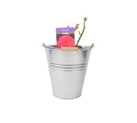 My Dad Rose Fragrant Bright Red Flowers In 55 Litre Pot Pot Garden Plant