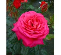 My Dad Rose Fragrant Bright Red Flowers In 55 Litre Pot Pot Garden Plant