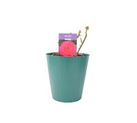 My Dad Rose Fragrant Bright Red Flowers In 55 Litre Pot Pot Garden Plant