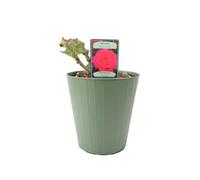 My Dad Rose Fragrant Bright Red Flowers In 55 Litre Pot Pot Garden Plant