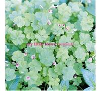 My Little Lover - Organic