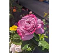 My Lovely Dad Rose Garden Plant