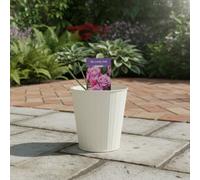 My Lovely Dad Rose Garden Plant Metal Vertical Line Cream