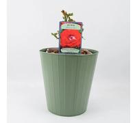 My Mum Rose Bush 5.5L Pot - Repeat Flowering Patio Rose - Green Vertical Line Metal Planter