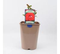My Mum Rose Bush 5.5L Pot - Repeat Flowering Patio Rose - Nursery Pot