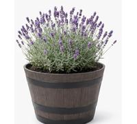 My Square Mile Extra Large Barrel Planter, Dark Brown, Plastic, Rustic Wooden Barrel Effect, 56cm Diameter, 34cm Height, Round