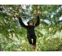 My Square Mile Hanging Monkey Garden Ornament, Decorative Tree Rope Monkey, Indoor Outdoor Safari Decor (Hanging Monkey)