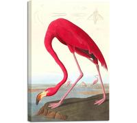 MYCGGDGH Canvas Print Wall Art American flamingo by John James Audubon The Birds of Reproductions Art Picture Artwork for Living Room Home Kitchen Decorations 45x30cm(18x12in) Frame