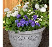 Mykonos EasiPlant Basket, Pre-Planted Spring Display, 30cm Speed Planter, Coastal Tones with Seasonal Blooms, 7 Premium Plants Included