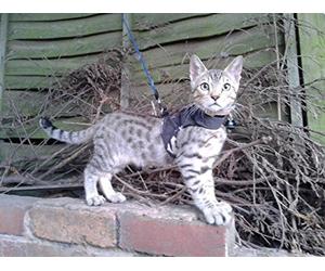 Mynwood Cat Jacket/Harness Arctic Combat Kitten up to 8month
