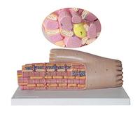 Myocardial Tissue Anatomy Model - Zoom in 10,000 X Cardiomyocytes Anatomicaal Amplification Microscopic Model Human Anatomy Science Models - For Medical EducationalAid