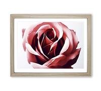 Mystical Rose Flower H1022 WHT Framed Print for Living Room Bedroom Home Office Décor, Wall Art Picture Ready to Hang, Oak A2 Frame (64 x 46 cm)