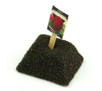 MyTinyWorld Dolls House Miniature Early Beetroot Seed Packet With A Stick