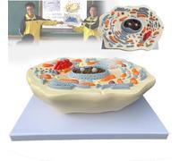 MYUYEE Animal Cell Anatomy Model, Cross-Section Animal Cell Model for Classrooms and Laboratories Learning Easy to Carry,for Study, Research Institute