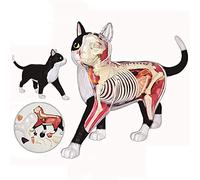 MYUYEE Body Model Educational Model Anatomy Cat Model Black and White Cat Skeleton Anatomical Model Detachable Organs Body Parts Animal Biology Organ, Models statue decor