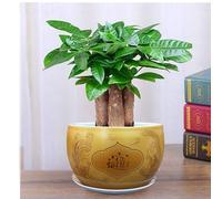 MYUYEE Ceramic Planter Ceramic Flower Pot Set Porcelain Bonsai Pot Large Orchid Planter With Drainage Hole And Saucer Tray For Indoor Outdoor Garden Indoor Planters,Gold