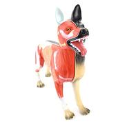 MYUYEE Dog Skeleton Specimen Model, Animal Anatomy Teaching Model Dogs Anatomical Model And Human Biology Teaching Veterinary Teaching Demonstration Tool