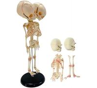 MYUYEE Multi Functions Fetal Fetus Double Head Skeleton Bones Anatomy Teaching Educational Model 37cm/14.5inch Semi-Flexible PVC Skeleton Model to Study Educational Model
