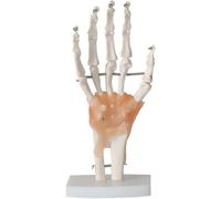 MYUYEE Props Anatomical Models Of Human Hand Joints With Ligaments Anatomical Models Of Human Joints 1:1 Life-size Human Hand Joints Skeleton Model