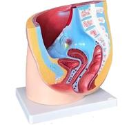 MYUYEE Props Human Organ Anatomical Model, Female Pelvic Anatomical Model In Median Sagittal Section, Gynaecological Genitourinary System Anatomical Model