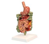 MYUYEE Stomach Cross Section Large Intestine and Small Intestine Anatomy Model Digestive System Pathological Model for Training Students Study Display Teaching Model