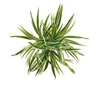 N\A 3 PCS Artificial Spider Leaves Plant Simulation Greenery Grass Faux Chlorophytum Orchid Bush Indoor Outdoor Home Garden Office Decoration, Green With White