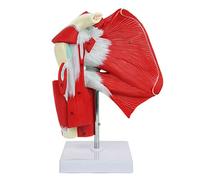 N A Human Body Muscled Shoulder Joint Model, Anatomical Shoulder Joint with Musculature Model, Human Shoulder Joint wit