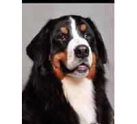 N.LANSHAN 11CT Animal DIY Cross Stitch Kits Saint Bernard Dog Portrait Counted Cross Stitch Kits for Adults Beginners,Stamped Printed Patterns Embroidery Set for Wall Art Decor 80x100cm