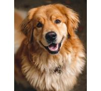 N.LANSHAN 11CT Dog Animal DIY Embroidery Kits for Adults Golden Retriever Portrait Counted Cross Stitch Stamped Needlework Kit Fabric Embroidery Crafts Set for Home Decorate 50x70cm