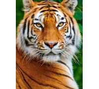 N.LANSHAN DIY Latch Hook Kit Large Rug Tiger Animal Portrait DIY Latch Hook Rug Kits,Crochet Kit for Beginners,Carpet Making Set with Printed Canvas,Gift 60x90cm