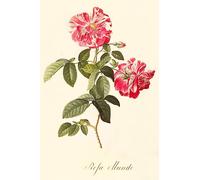 NAAYRASA Famous Photo Canvas Image Classic Wall Art Picture Rosa Mundi by Georg Dionysius Ehret Famous Art Prints for Home Decor 60x90cm