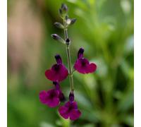 Nachtvlinder Salvia Sage Perennials Flowering Plants Salvia 2L Pot Plant Theory Green One Size