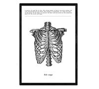 Nacnic Human Anatomy Print | Nordic style wall decoration of Ribcage | Black and White Posters of human body parts, muscle and bones | A3 size | Decor for room, walls, office, shops.