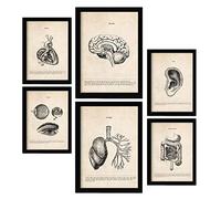 Nacnic Organs Posters. Medical Vintage Style Illustrations of Anatomy, Body Parts, Bones and Muscles. Aesthetic Illustrations for Interior Design and Decoration. A4 & A3 Black Frames.