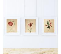 Nacnic Pack of Sheet Red ONE. Posters with Images of Botanical. Home Decor. Sheets for framing 250 gr. paper.